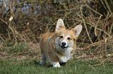 CORGI PEMBROKE 879